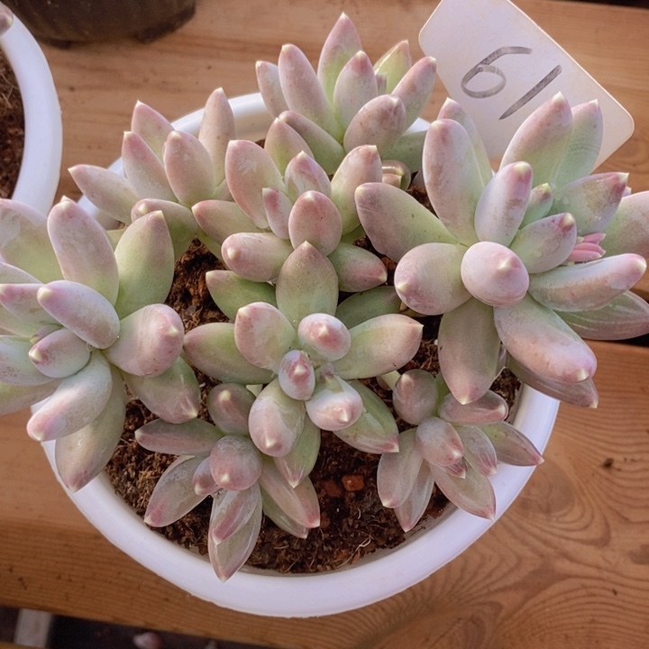 在家干的话把衣服