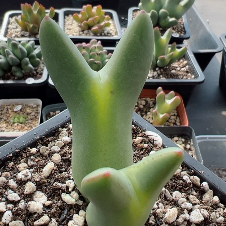 56号111111111111111