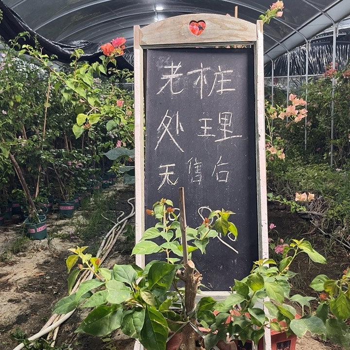 无花朵三角梅三角梅854