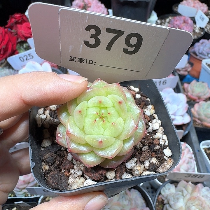 灯泡珍妮多肉植物379