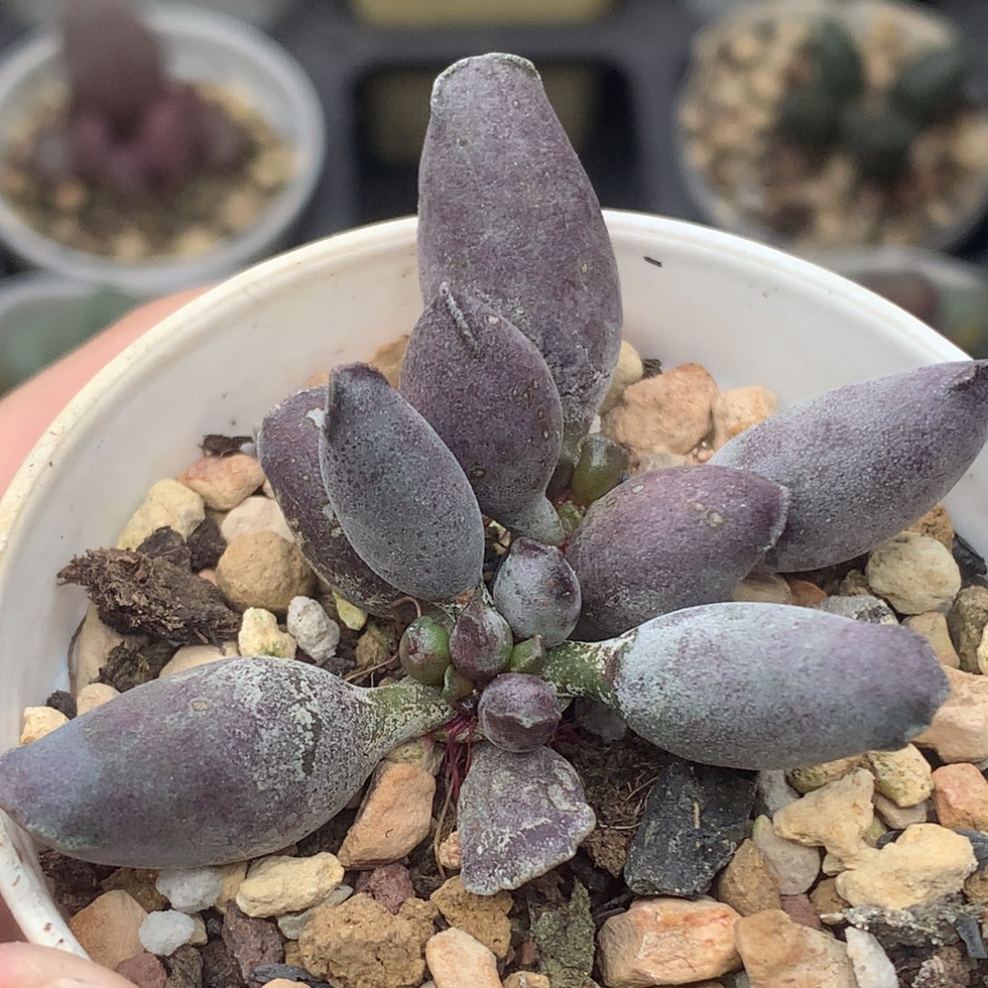 艺妓海豹一物一拍照片