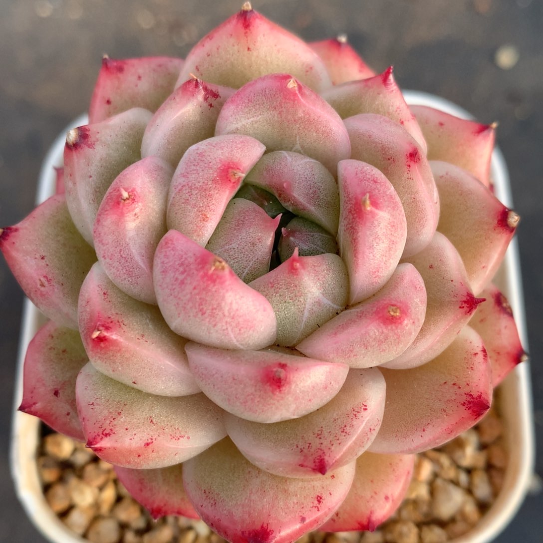 02110-09 麦杆优选