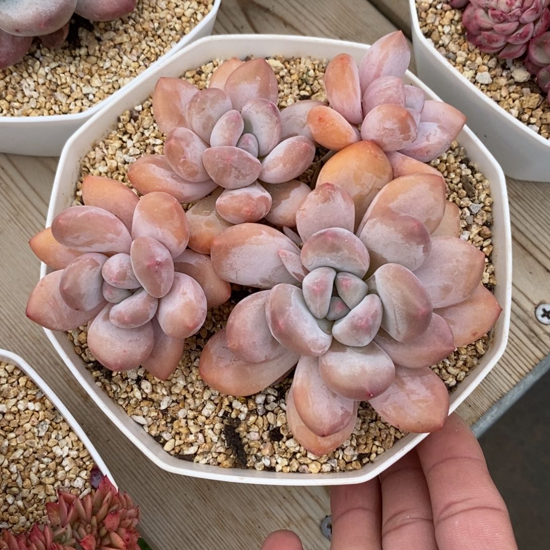 精品一物一拍多肉_香水