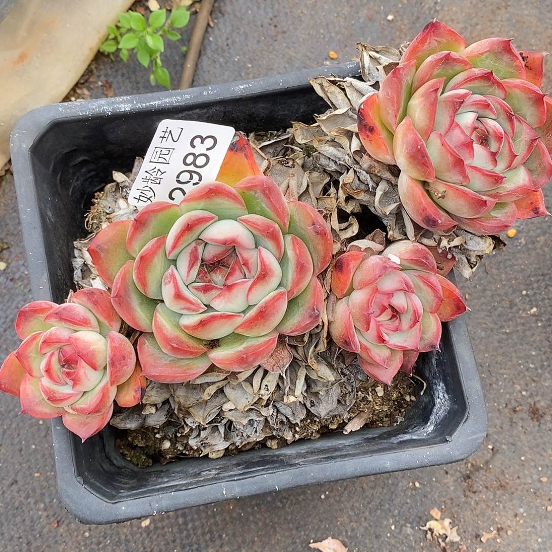 A***光2983不售后～15厘米