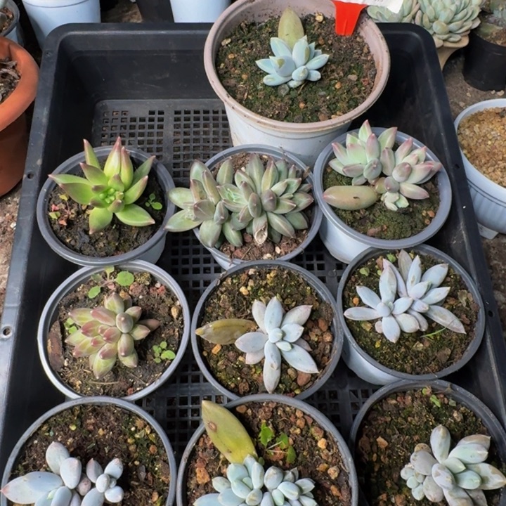 2616多肉植物一物一拍