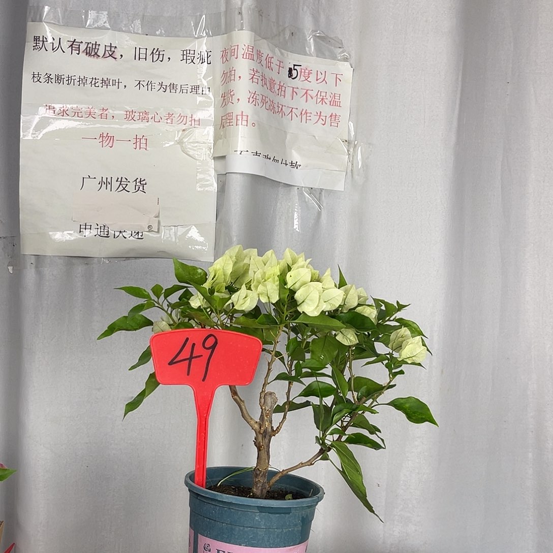 当前无花栽培后可以开花49维拉白盆苗