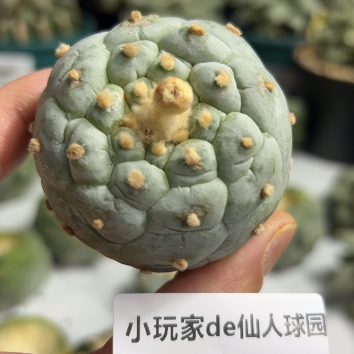 955可节后发货 可帮发根