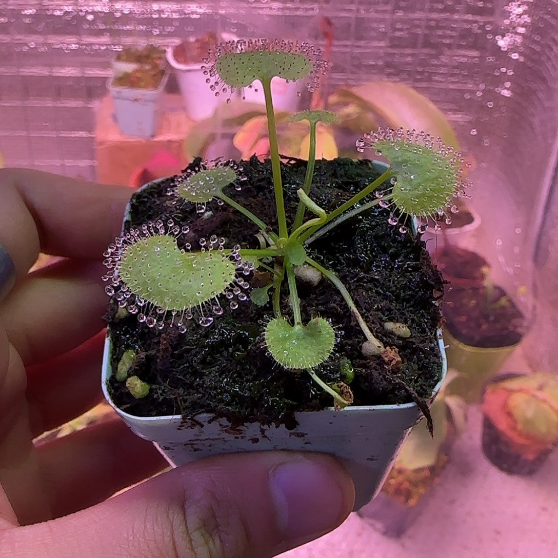 无花朵专拍爱心茅膏菜