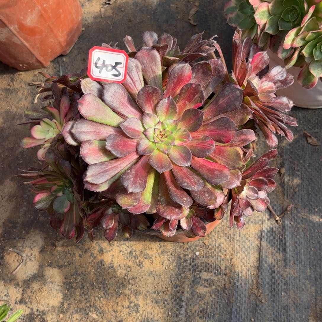 405多肉植物铜壶七彩妖桩