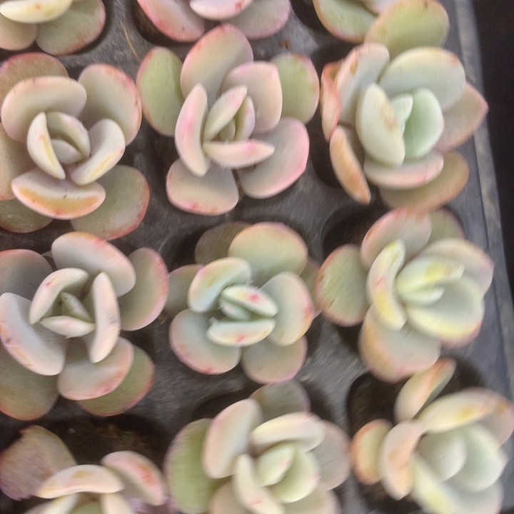 奶茶10颗。（满9.99包邮不满9.99发空盆）