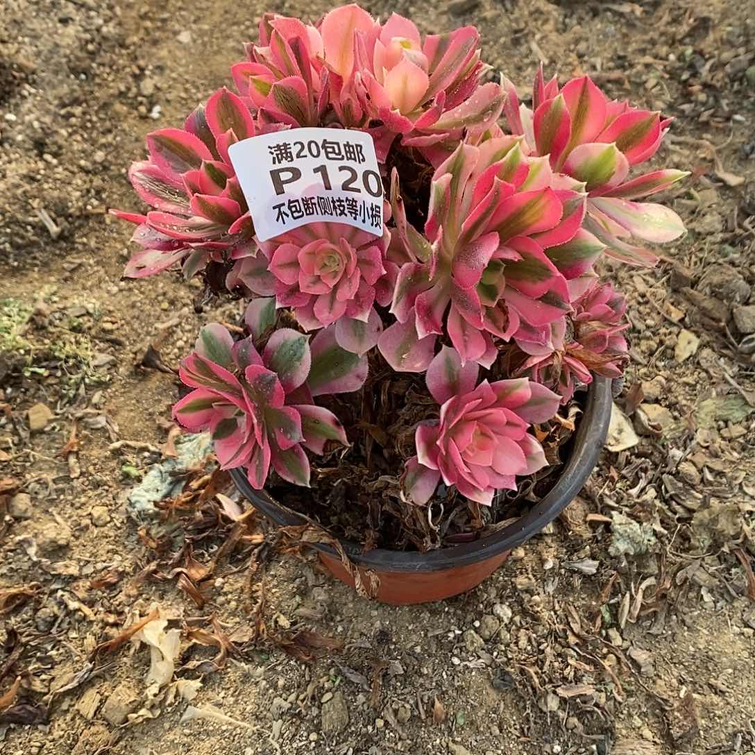 120粉女巫老桩有砍