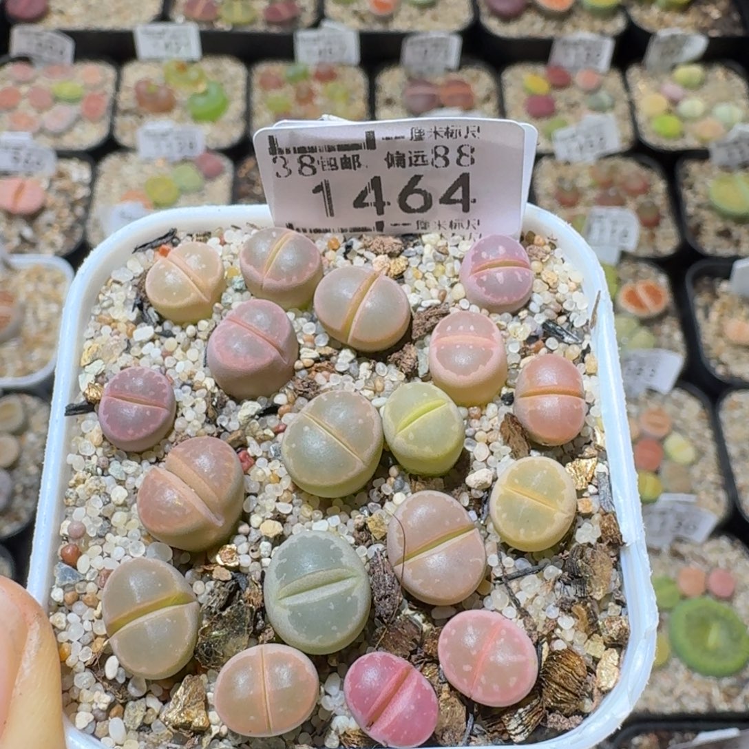 Sss清啊便宜出1464