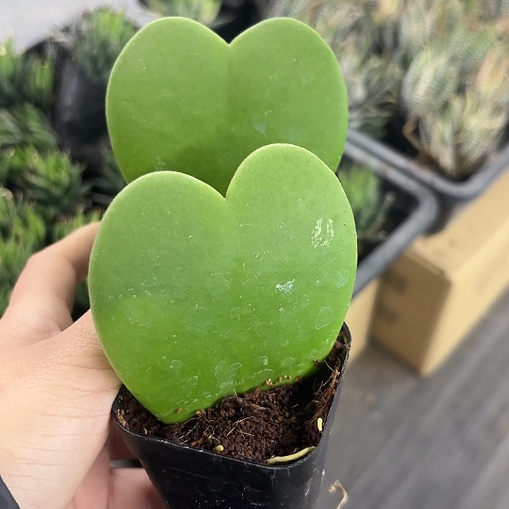     一片心带盆随机2盆