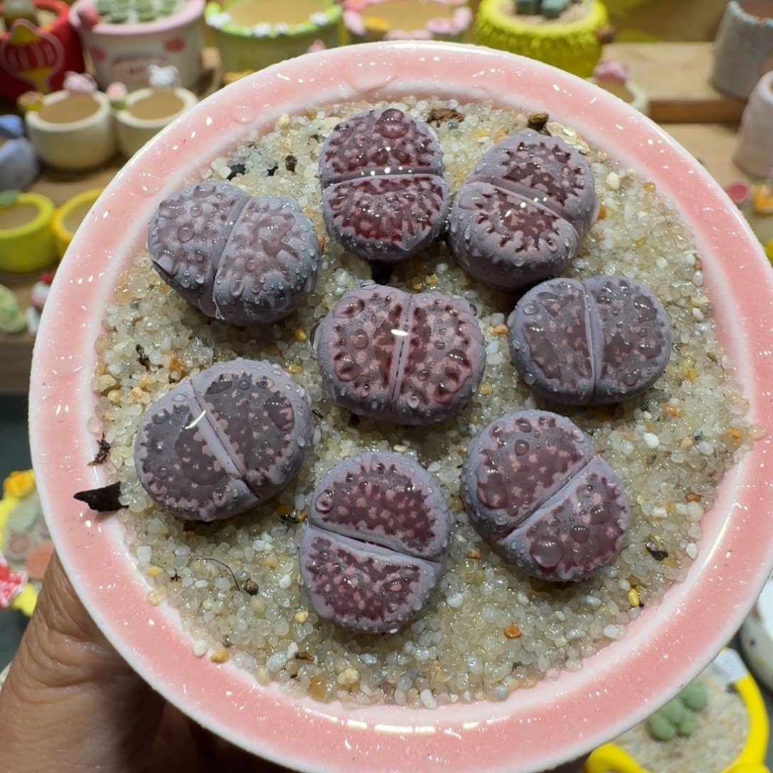 蘑菇1220紫李多肉植物