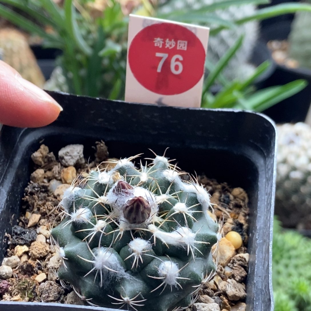 实生雪顶刘氏丸娇丽3.8cm