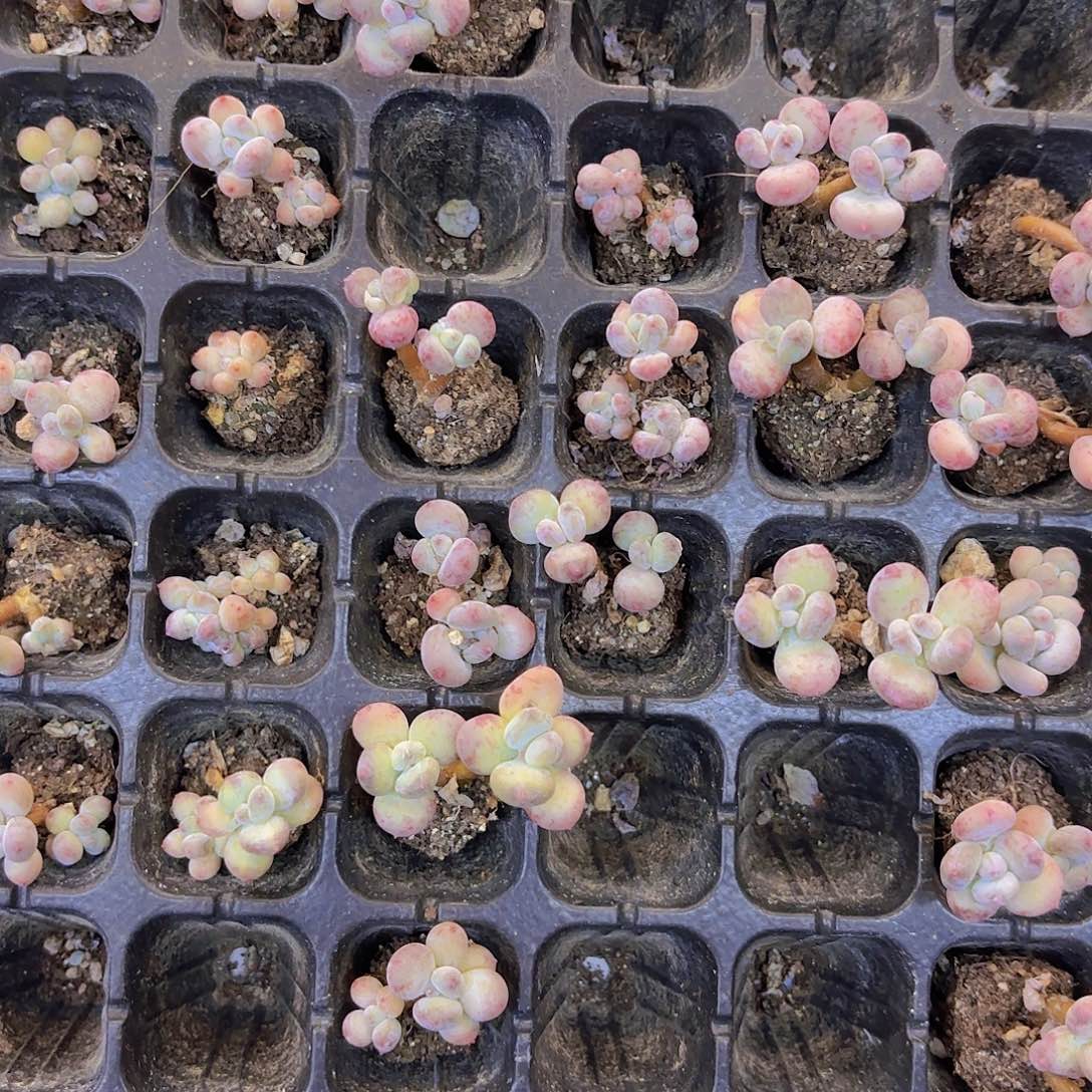 萤火虫两颗一组量拍