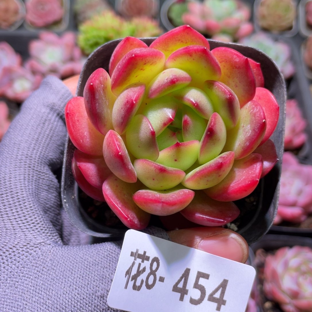 花利美8-454丛林之舞