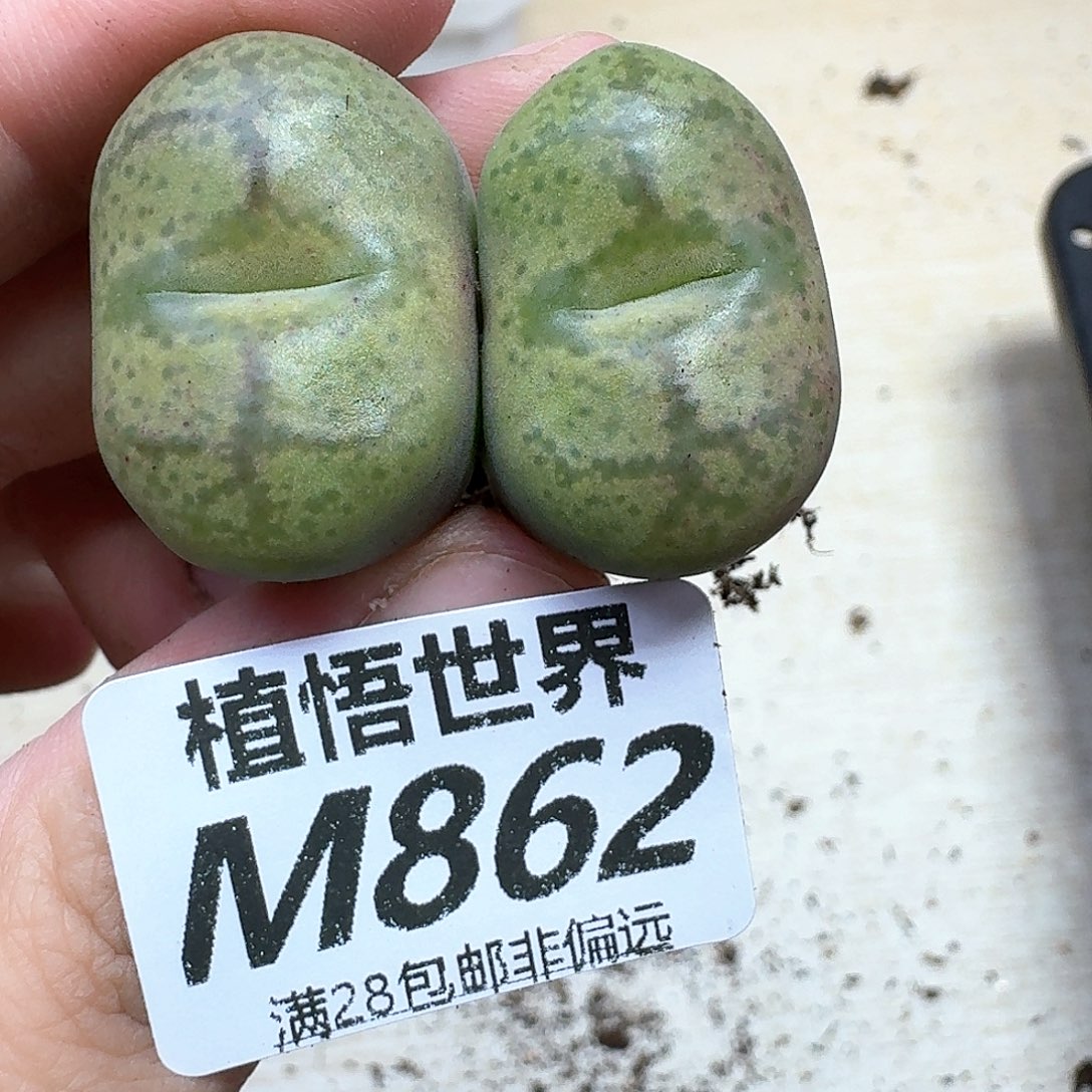 多肉植物的人生历程