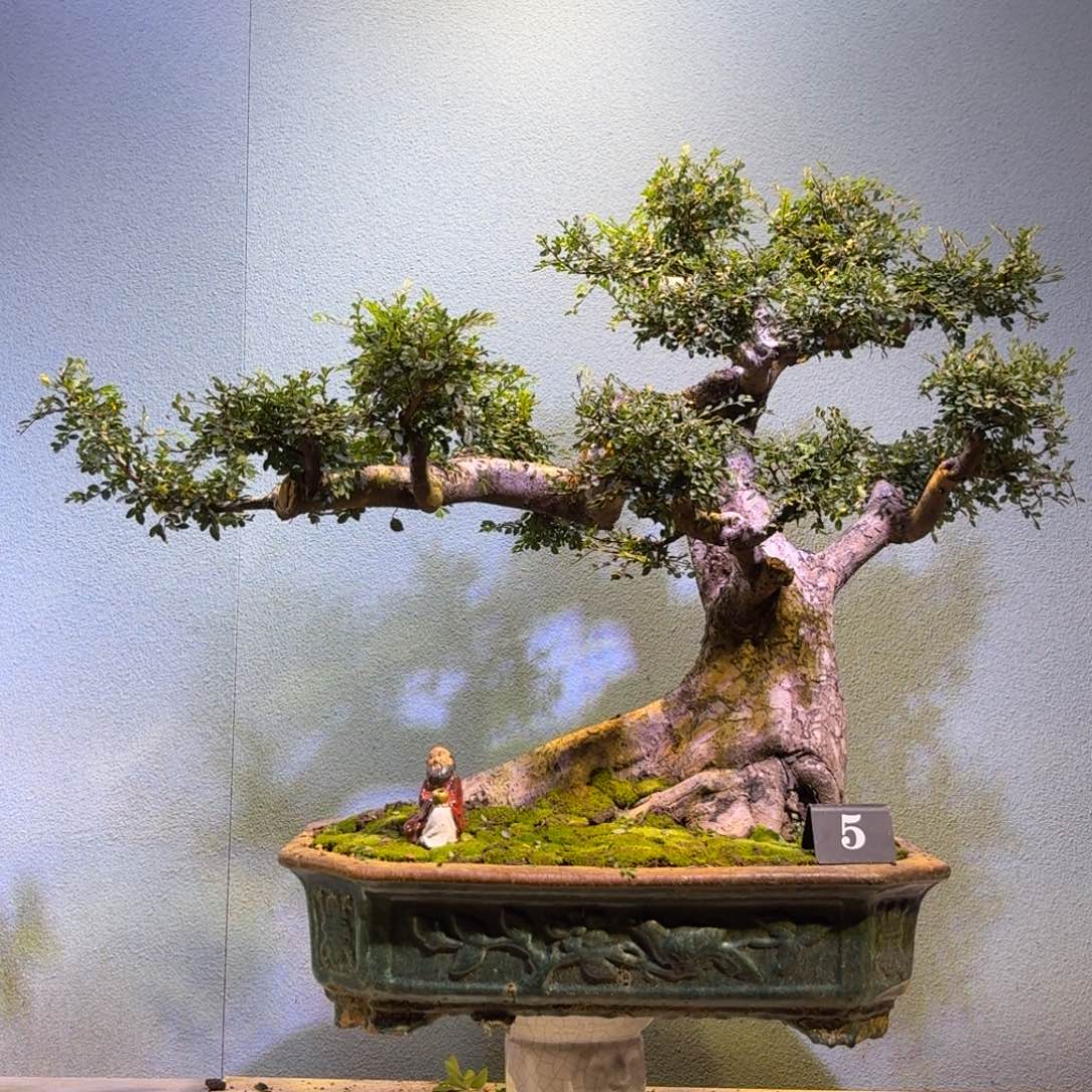 恩***e无花朵榆树一物一拍