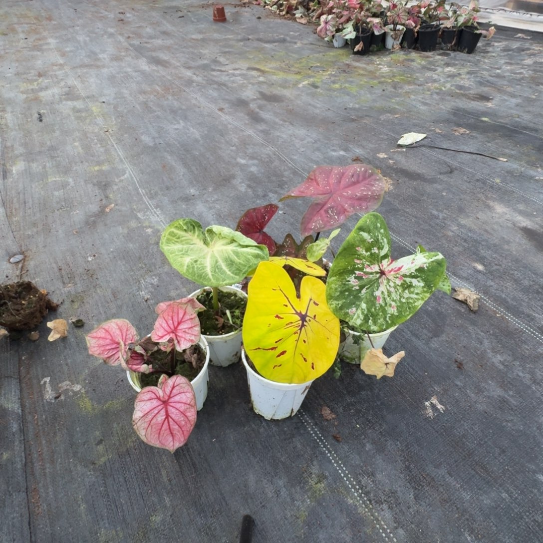 三***十无花朵5个品种剪叶发货00908