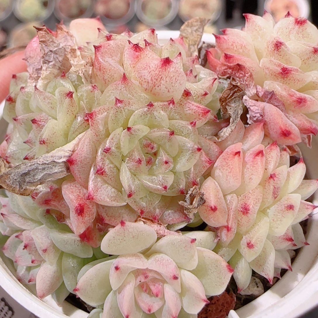 花语多肉1201-254散