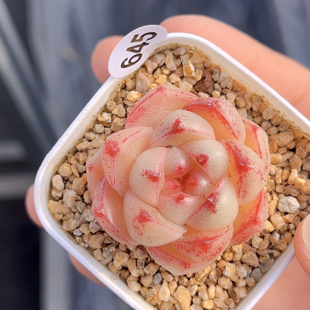 645 新品珍妮  满18包邮