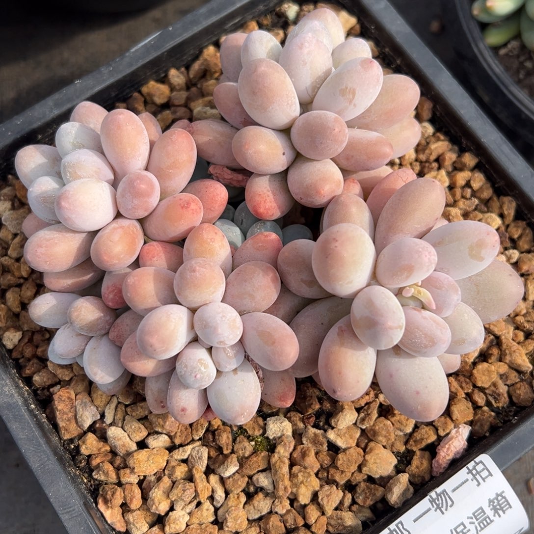 12025257 正版大叶大叶汤圆全状态