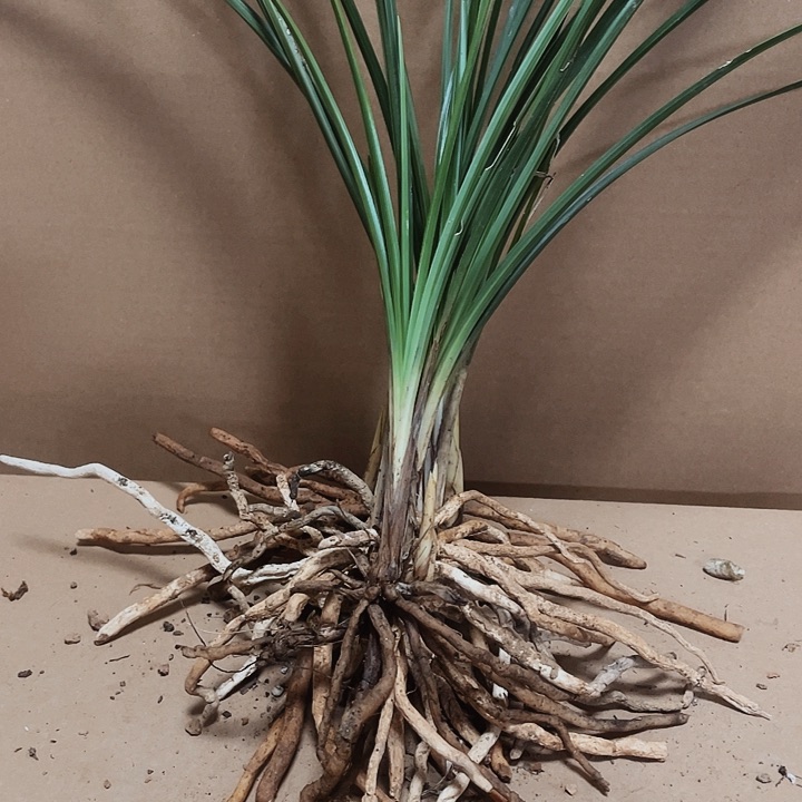 完全开放蕙草带花苞