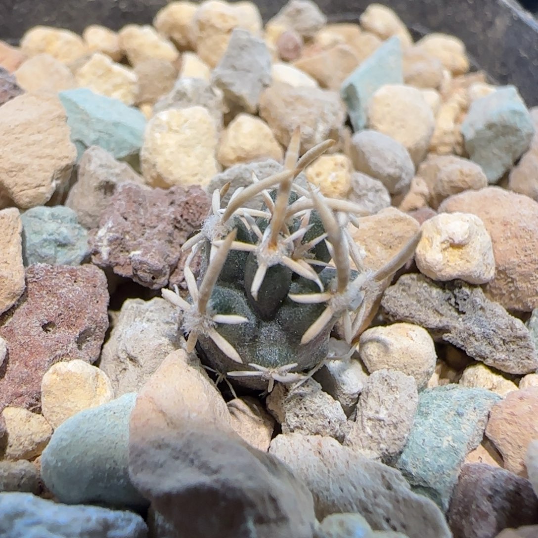 实生飞鸟多肉1厘米