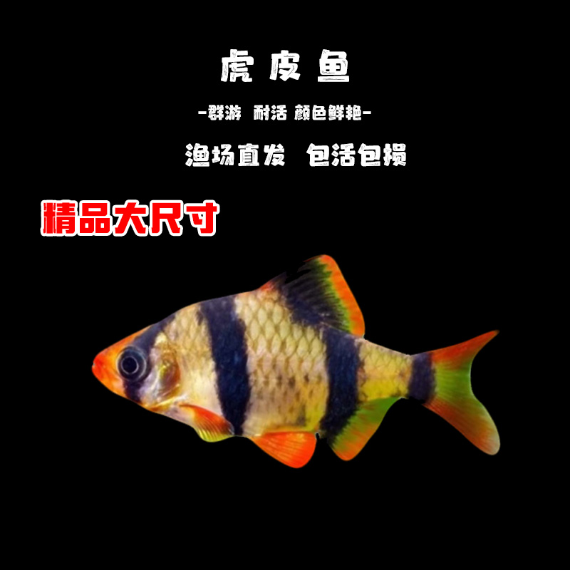 新手好养虎皮鱼荧光虎皮绿虎皮热带鱼观赏鱼小型活体鱼宠物鱼耐活