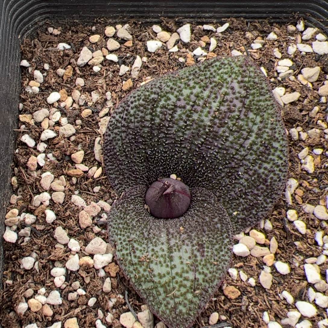 0536号紫镜 多肉植物