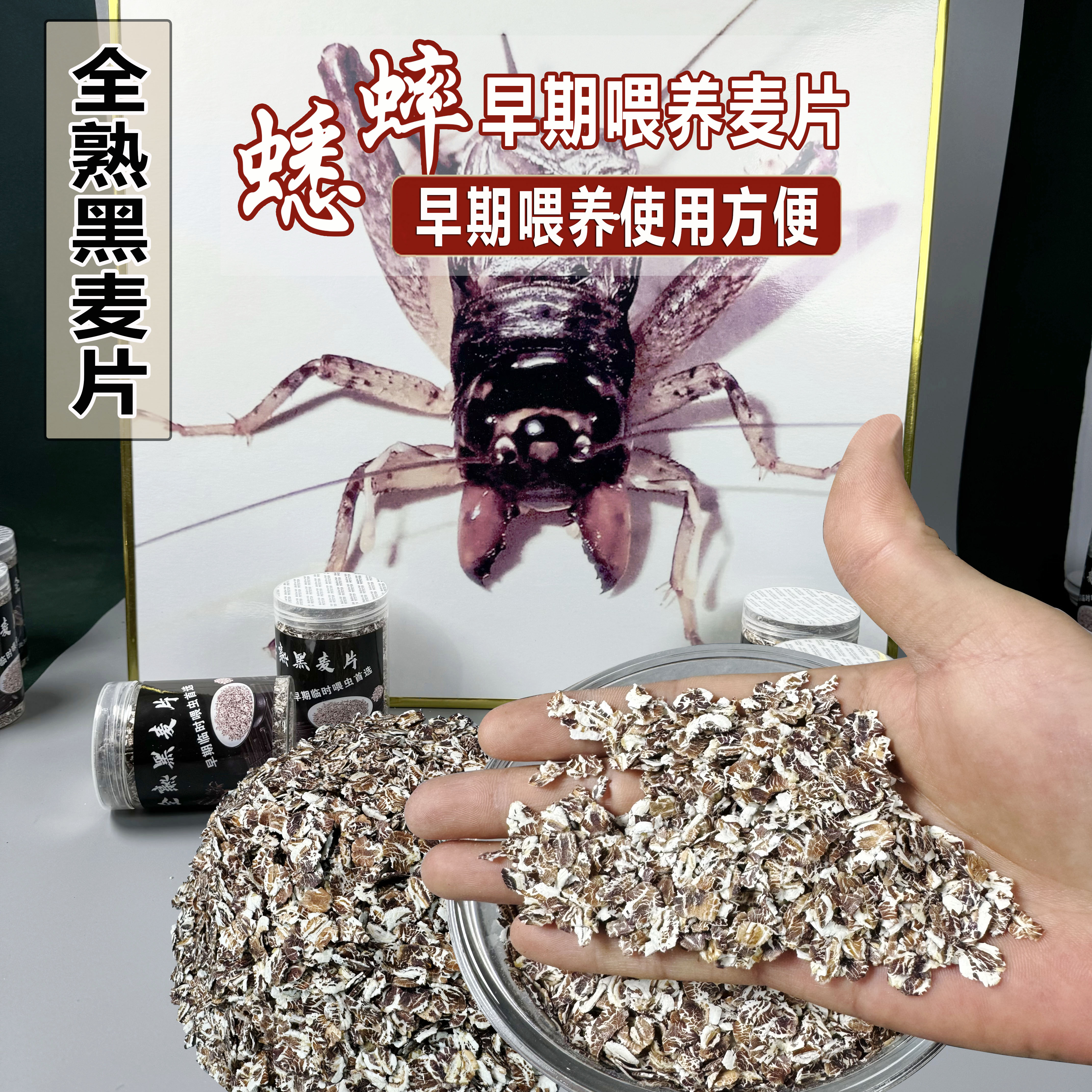 早期蟋蟀喂养全熟黑麦片家用蛐蛐喂养全熟黑麦片