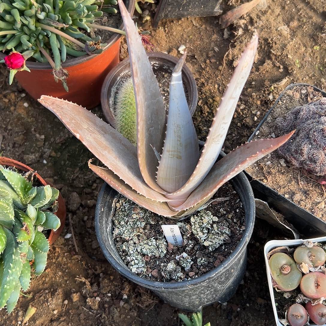 不***啥多肉植物多肉植物