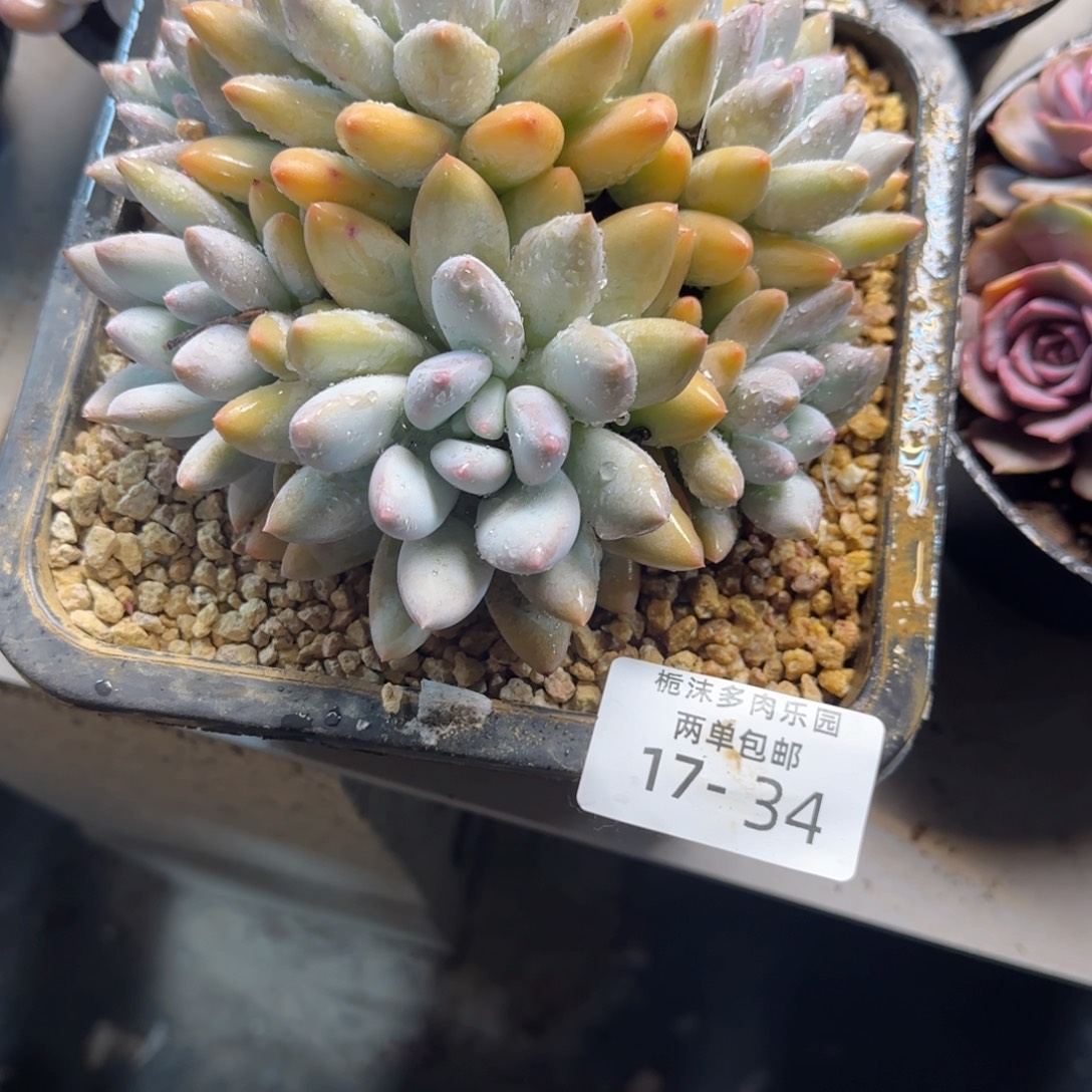 原***吖17-34香锁多肉植物