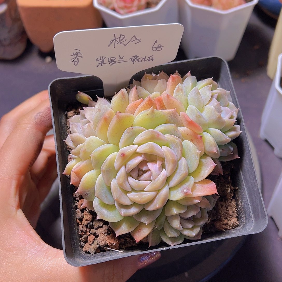 格*紫罗兰琥珀，多肉植物