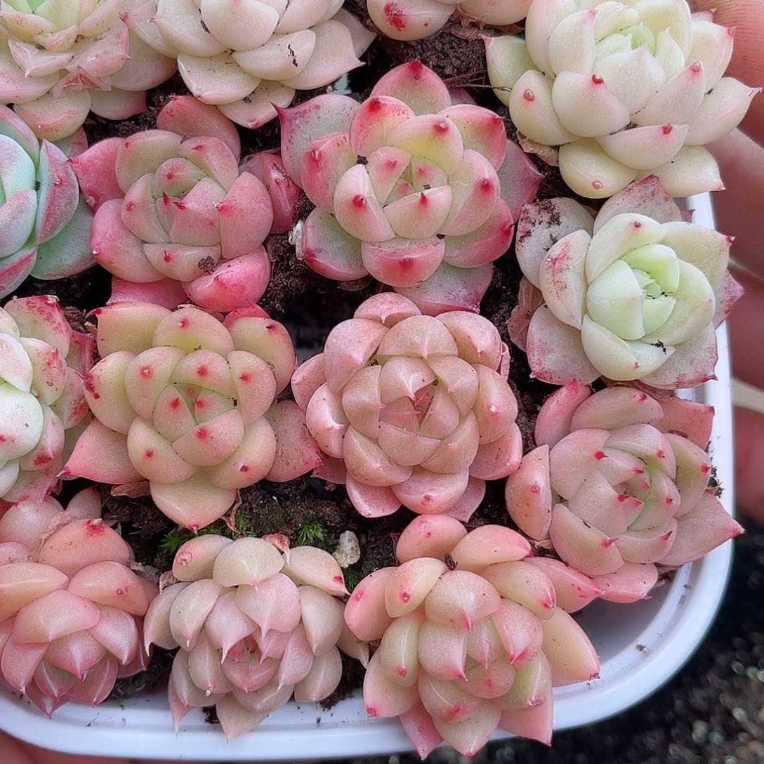 1-63 新疆西藏内蒙不发12.8包邮23公分多肉