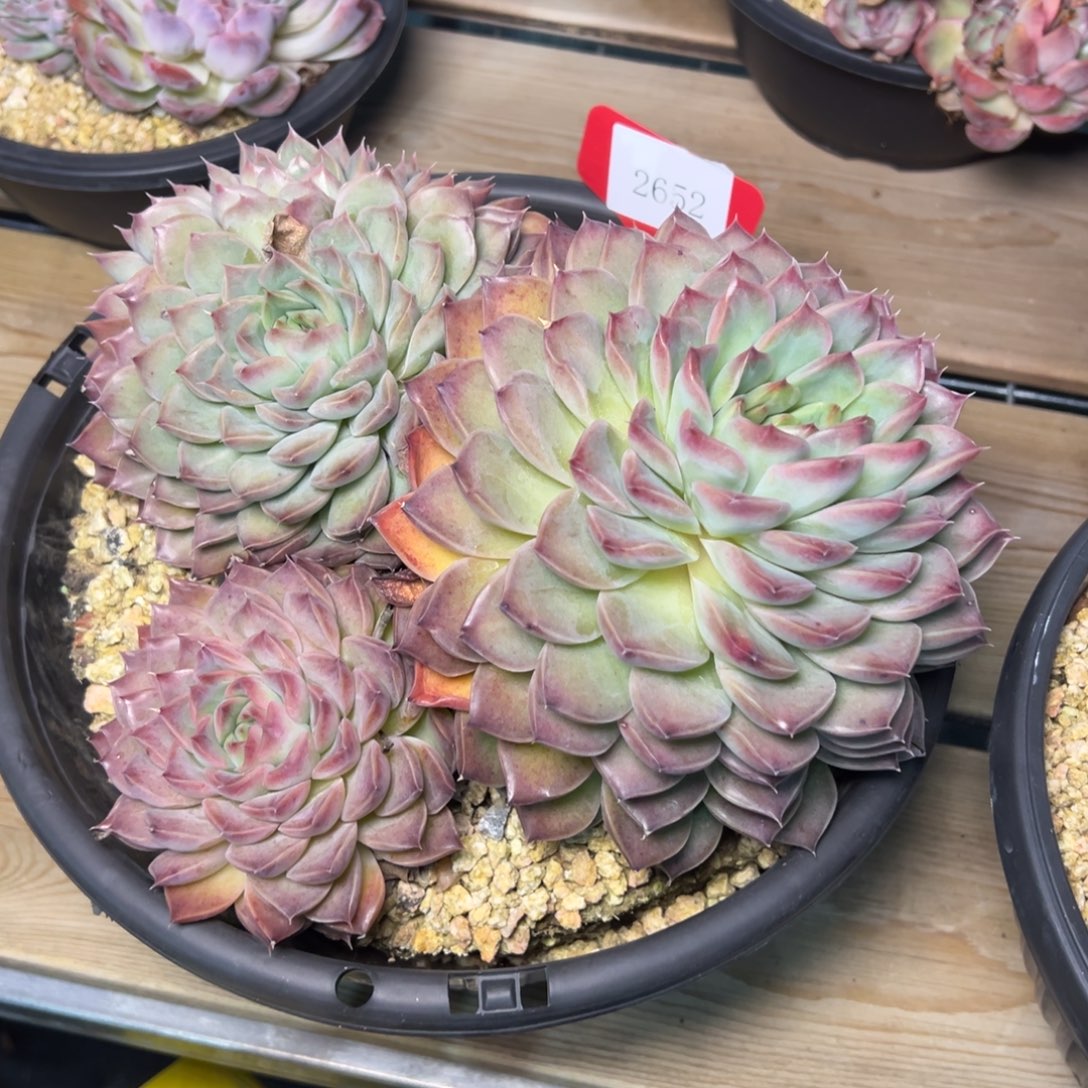 珍*2652多肉多多多多