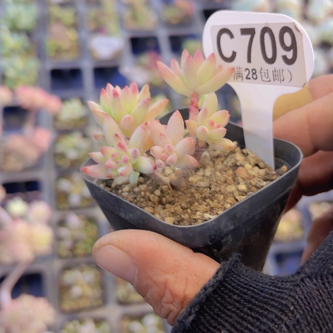 C709树冰一物一拍