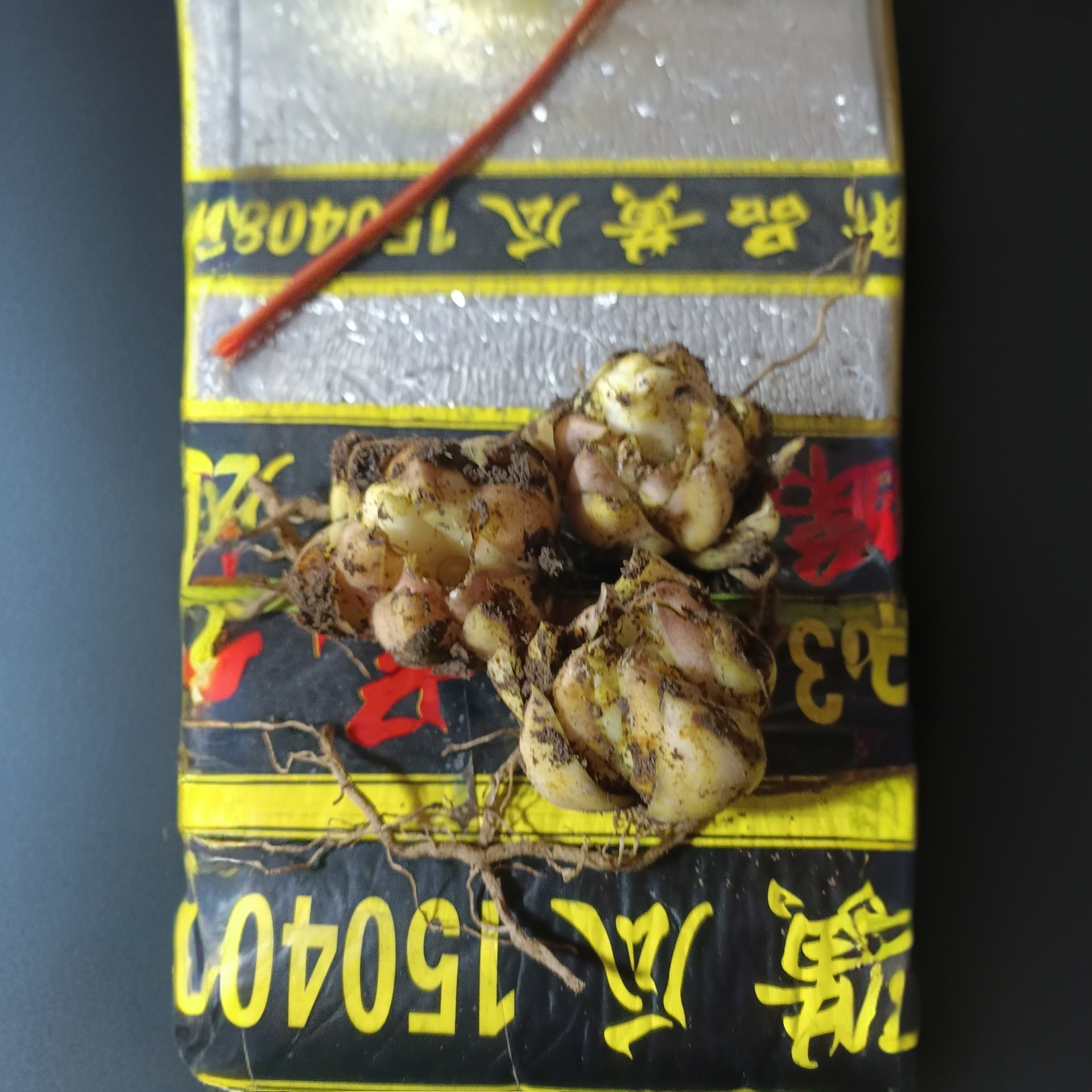 粉精灵百合球，当年不开花，基地直发