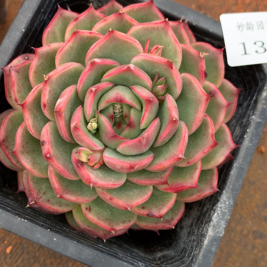 139杂交多肉老桩美肉