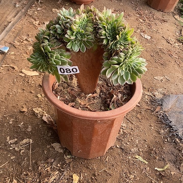080海王缀化老板子