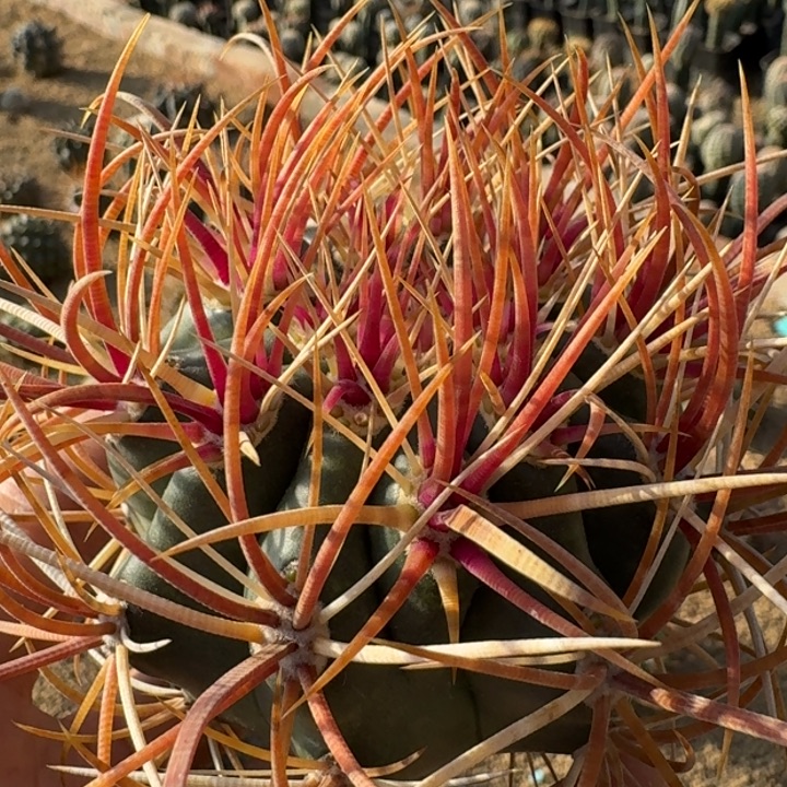 红冠龙苗接无根666666