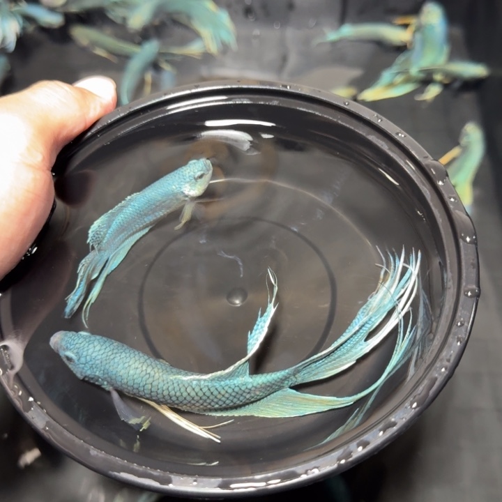 斗鱼直播间对图无纹蓝18