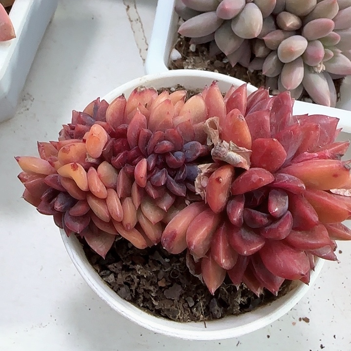 青蛙王子儿童牙膏111