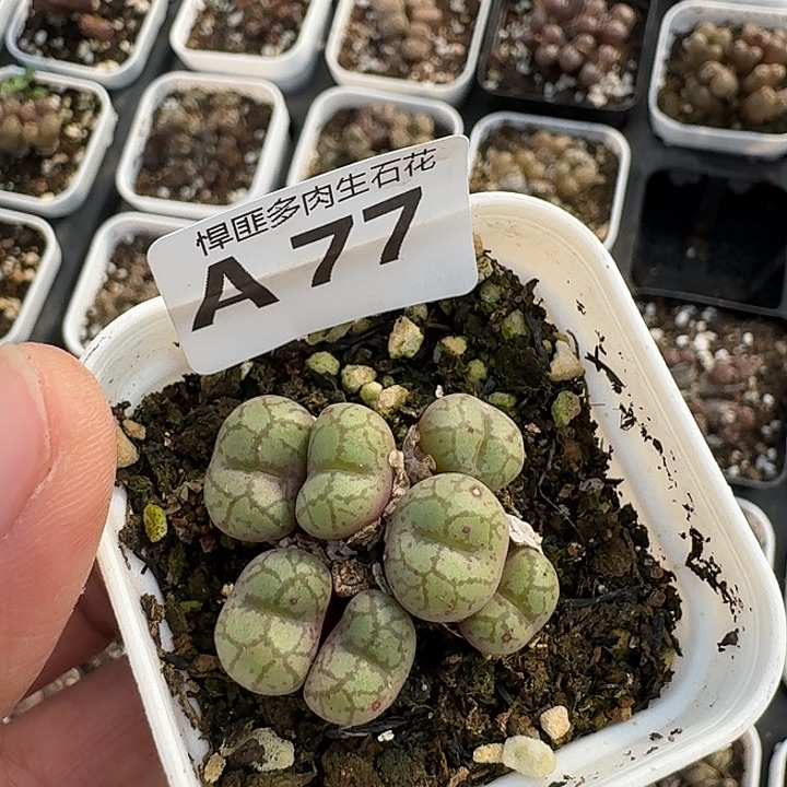 77多肉植物多肉植物