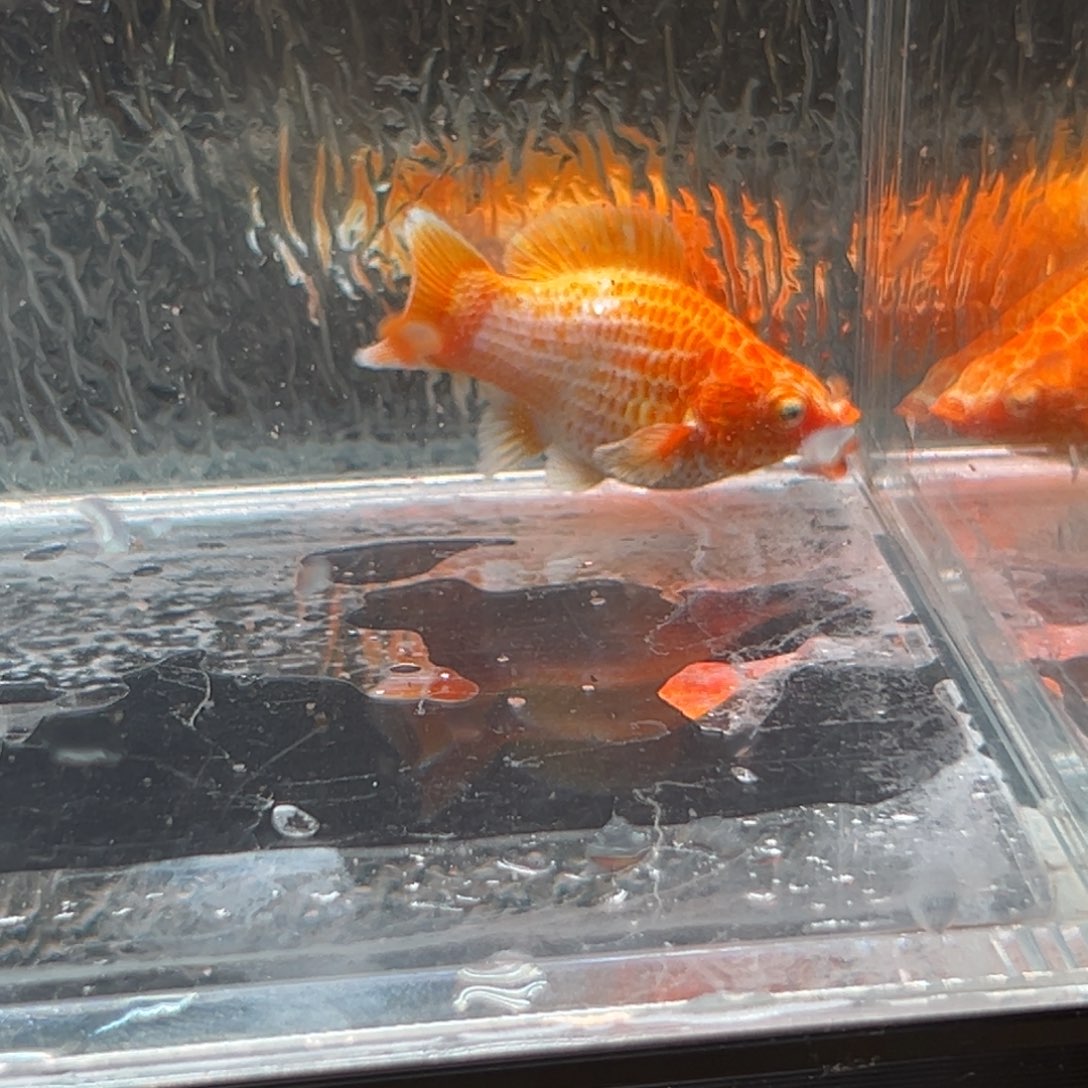 孔雀鱼玛丽鱼一条黄金母