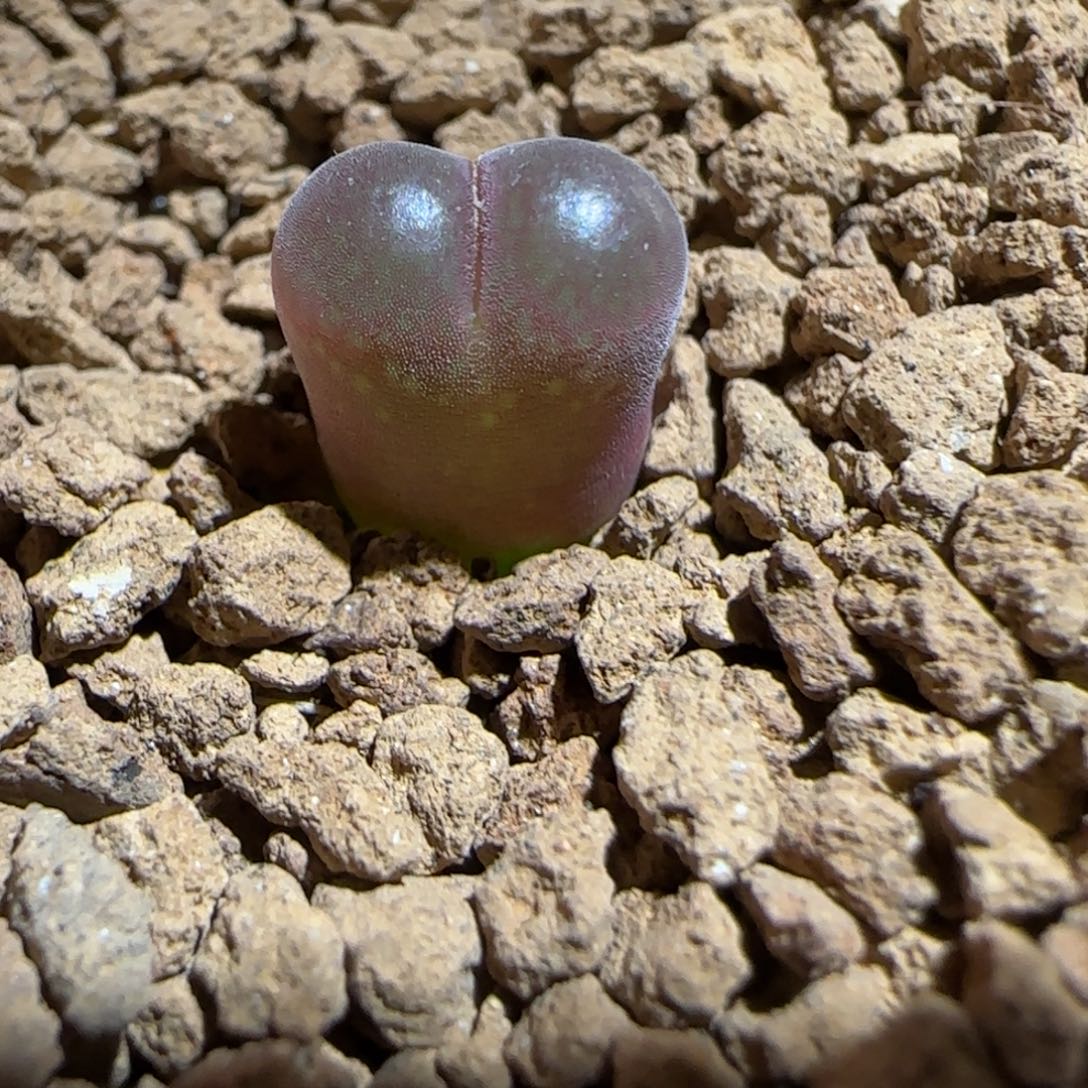 肉锥多肉植物组合-Eendoom风铃玉1200