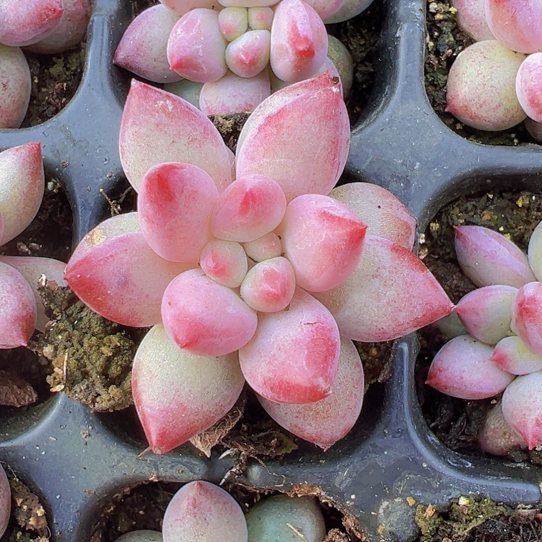 车厘子苗3颗19包邮多肉