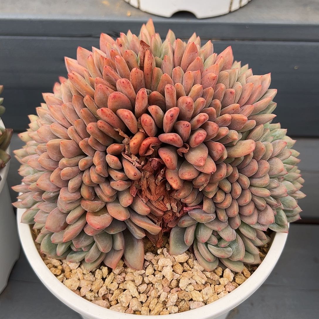 524-2爱丽儿缀化