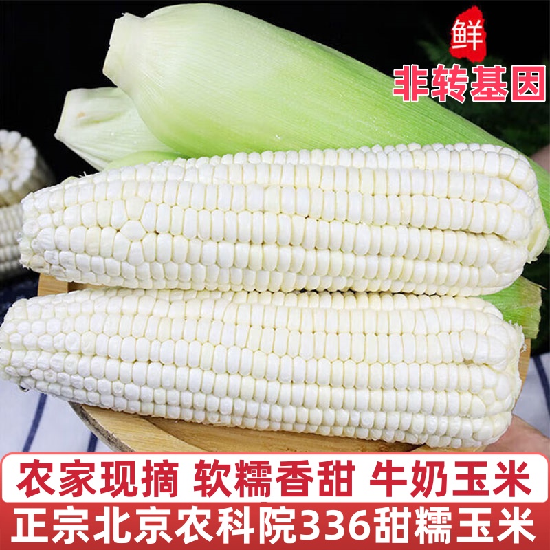 正宗北京农科院336新鲜白糯玉米粘玉米水果玉米现摘新鲜玉米美味